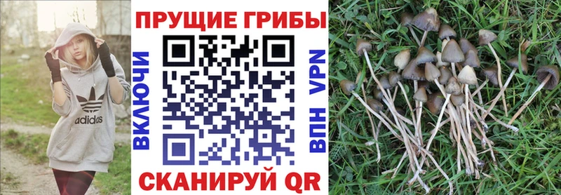 Псилоцибиновые грибы Psilocybine cubensis Новочеркасск